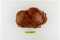 藏品(隆背瓢蟹)的圖片